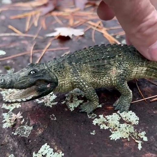 Crocodile Night Vision Fact! 💡 Their Eyes Glow in the Dark!