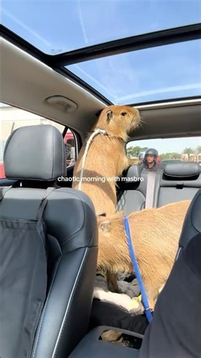 Capybara Playing on a Car Like It Owns the Place! 😂 #capybara #funnyanimals #cutepets