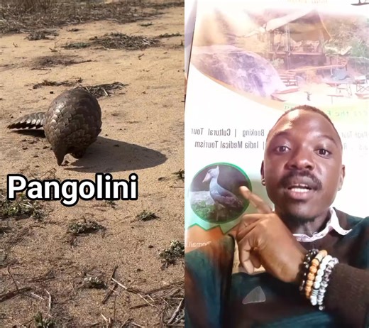 Pangolin is the most endangered animal in malawi and well protected as well. Stop porching#letsprotectpangoline # #PangolinPhotoSafaris #pangolin #enjoyyourvisittomalawiwithraymondbrown #exploreddestination #safari #explorepage #CulturalHeritage #warthog #birdwatching #tortoise #wildlifephotography #hippos | Raymond Brown