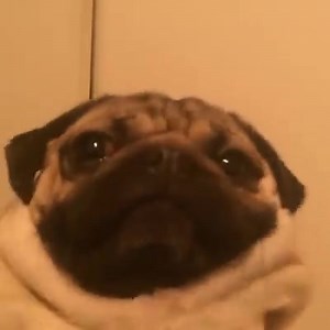 "Don't believe me just watch" -Doug | Doug The Pug