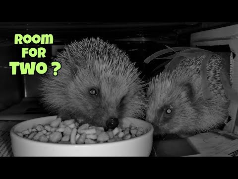 One Bowl. Two Hedgehogs. Zero Boundaries.