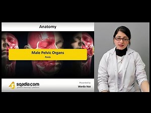 Male Pelvic Organs | Penis | Gross Anatomy of Genitalia Masculina