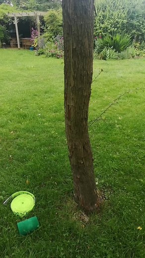 how to slackline - setting up the #slackline #slack #slacklining #stayslacky #fyp