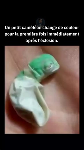 Curionaute on Instagram: "L'éclosion d'un petit caméléon est un spectacle fascinant de la capacité d'adaptation de la nature. Les caméléons naissent avec la capacité de changer de couleur, une compétence qui se développe davantage en grandissant. Cette capacité est contrôlée par des cellules cutanées spécialisées appelées chromatophores et iridophores, qui régulent la réflexion de la lumière. Bien que le changement de couleur soit souvent associé au camouflage, il sert également à la communicati