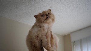 Slow Motion Persian Cat Scratching Itchy Stock Footage Video (100% Royalty-free) 27871210 | Shutterstock