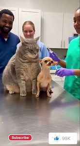 😂🐶🐱 面白すぎる犬と猫まとめ|A compilation of hilarious dog and cat stories #cat #funny #catvscat #cute #pets