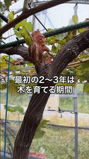 ぶどうは家でも作れるんですよ！？#魚粉肥料 #農業を盛り上げたい #熊本 #肥料 #ぶどう栽培