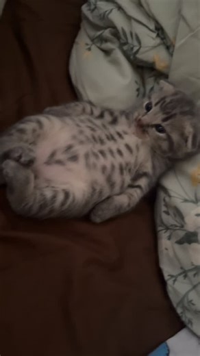 Pawsify 🐾✨ | Awwwwww 🥹😭😭❤️ #cutecats #kittylove #kittenlife #sweetcat #adorablecats #tinykitten #purrlove #snugglecat #fluffykitty #lovecats | Instagram