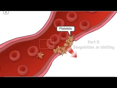 Hemophilia Clotting Cascade - How does your body stop bleeding? | AboutKidsHealth at SickKids