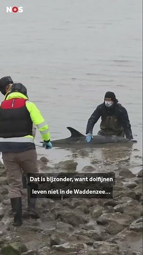 Dolfijn spoelt aan in Friesland