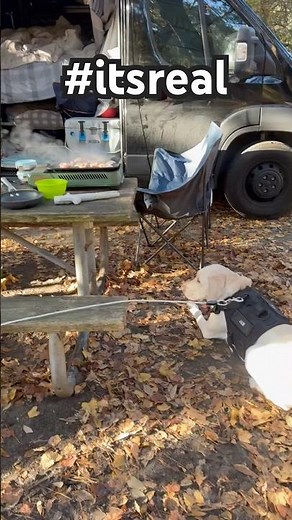 “Van Life Breakfast: My Dogs Go CRAZY When the Bacon Starts Sizzling! 🤯🥓🐕”