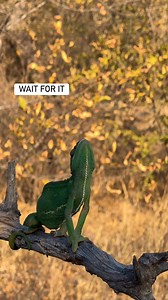 How I watched a chameleon hunting. Yes, the guys are slow on one hand but extremely fast, when they strike. Have a look at this hunting chameleon #chameleon #insect #animals #hoedspruitreptilecenter | Robert Styppa