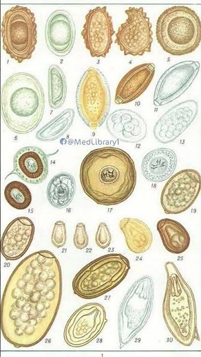 Parasite under microscope #biology #modernfertility #medicalfield