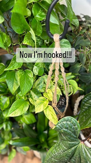 The newest viral plant hack is going to change how we create our indoor spaces. The Shepards hook has always been used in our outdoor gardens. Bringing it inside, it allows us to add more plants to our existing spaces without the use of tools or any bulky furniture. I have added this to my Amazon store under plant room helpers, but will send a you link if comment hook. #planthacks #planthanger #whatshangingwednesday #spacesaving #spacesavingideas #epipremnum #neonpothos #boysandgirlswithplants #