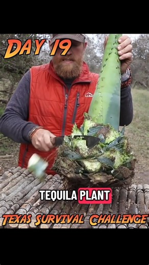 Zachary Fowler on Instagram: "30 Day Survival Challenge Texas Day 19 - Catch & Cook Tequila Plant #survival #bushcraft #survivalchallenge #catchandcook"