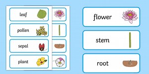 Parts of a Plant Word Cards