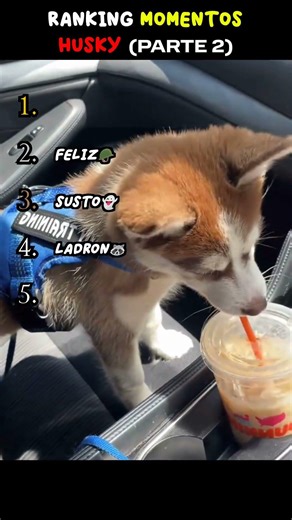 😂TOP 5 MOMENTOS MÁS GRACIOSOS DE HUSKY😂(Parte 2)