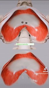 5.1K views · 48 reactions | O diafragma é um músculo em forma de...