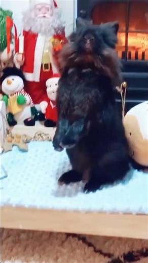 funny rabbit #rabbit #bunny #animal