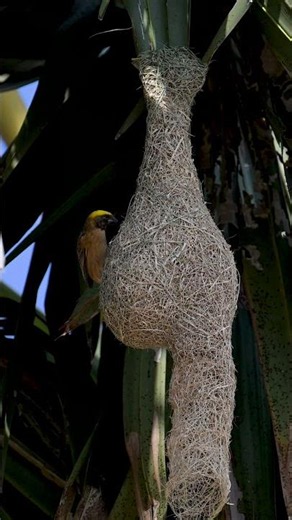 Engineer Of Weaver Bird Building Constructions 0015#birds #nature