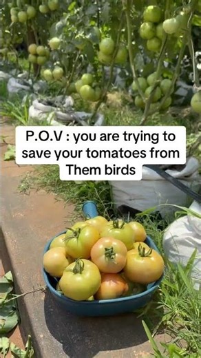 How do I deal with birds eating my tomatoes?? #itsmaureenmw