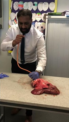 Lung inflation in Science Lesson #science #teacher #biology