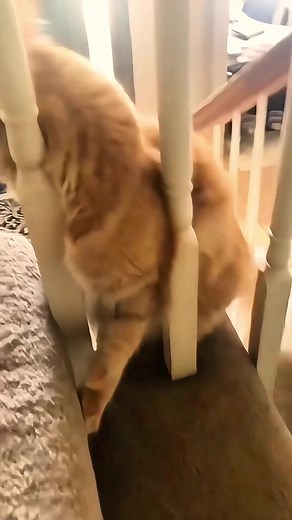 Funny Cat Falls Downstairs Compilation