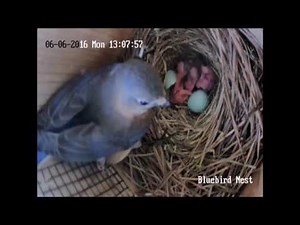 Eastern Bluebird Hatch Day!