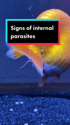 Understanding Goldfish Health: Stringy White Poop and Parasites Explained