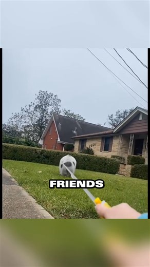 16 reactions | The unlikely friendship between a man and a pig #animals #pig-001 | Kellie Post | Facebook