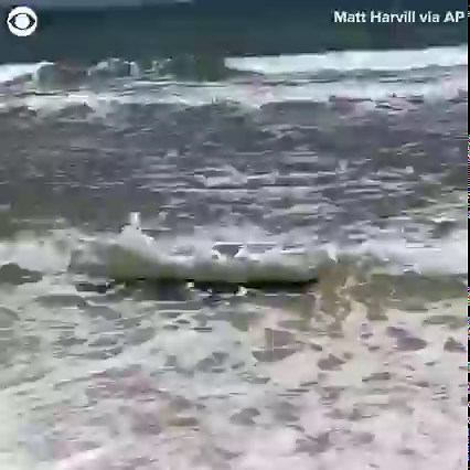 NOT A SHARK: An alligator was spotted riding the waves at a beach on Dauphin Island in Alabama recently. According to the Alabama Department of Conservation and Natural Resources, alligators can tolerate a variety of salinity levels and will sometimes swim in the Gulf of Mexico | KTVN 2 News