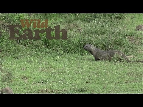Oh Wow, an Egyptian Mongoose!