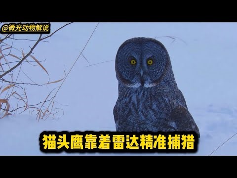 田鼠在雪下挖洞覓食，沒想到就這么被巨爪抓住！一秒鐘就結束了這條小命 #动物 #野生 #救援 #捕猎 #奇趣