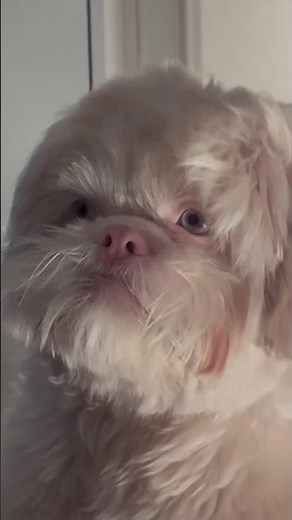 Qué color es este Shih Tzu