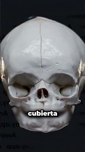 ¿Por qué la cabeza de los bebés es tan delicada?