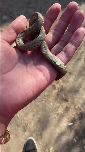 Amazing Snake Facts for Kids! 🐍🌍 Learn About the Fascinating World of Snakes!