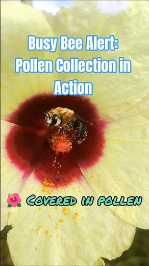 Giant Carpenter Bee Covered in Pollen! 🐝🌺 #Shorts