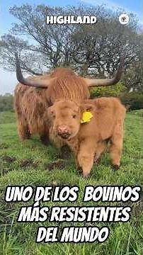Highland: Cattle that thrive where others can't #countryside #cattle #highland #beef #livestock