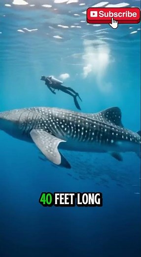 “The 3 Ocean’s Giants 🐋🌊 | Meet the Largest Creatures Alive!”