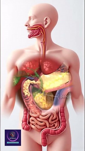 Digestive System Explained | From Stomach to Small Intestine