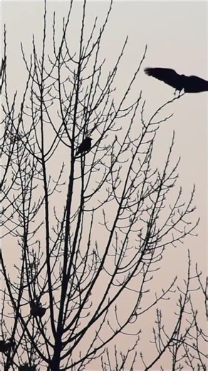 Wild crow flying #birds #shorts #nature #birdsounds #asmr #naturesounds