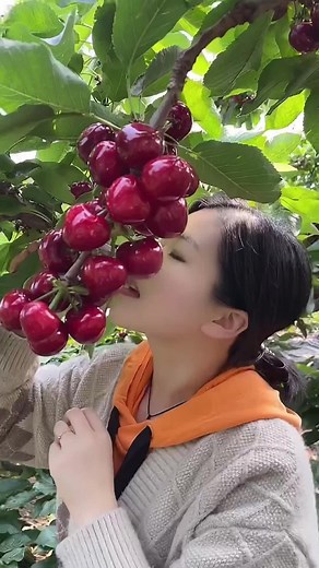 Cherry Picking Experience in a Lush Orchard