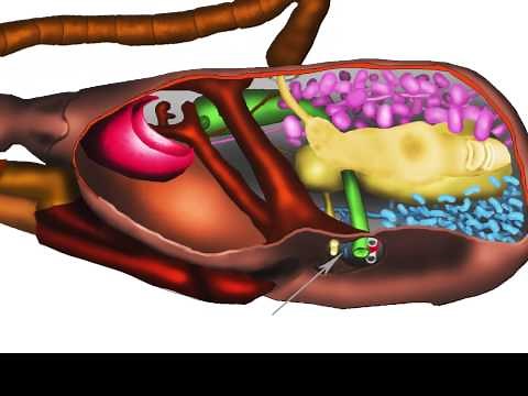 The multifunctional glands of a honeybee's head