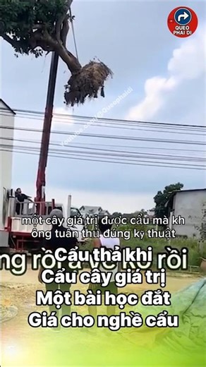 Carelessness when lifting valuable trees: A costly lesson for the lifting profession.