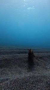 80K views · 1.1K reactions | Cuttlefish releasing Ink!  #fbreelsvideo #viral #cuttlefish #viralreels #RenzSpearfishing | Renz Spearfishing | Facebook