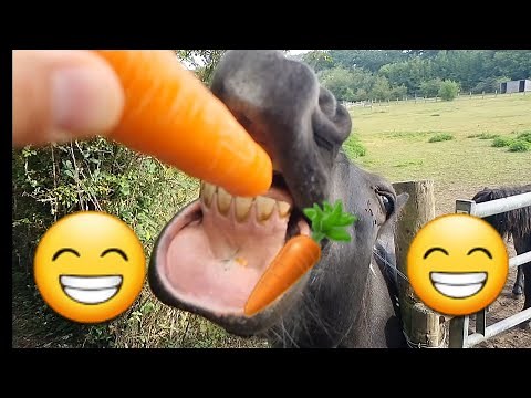 Horse Eats Carrot - Those Lips 😂