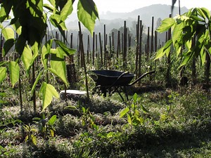 Agriculture syntropique | Pour une agriculture du vivant