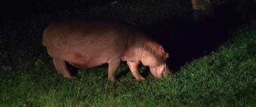 Hippos often look like they’re mowing the grass in ruler-straight lines and there’s a good reason for it 🦛🌿 So why do hippos eat in such a straight pattern? 🦷 Built-in lawnmowers The hippopotamus has wide, square lips perfectly designed for cropping grass close to the ground. As it walks forward, it simply keeps biting in the same direction - neat and efficient. 🚶‍♂️ Energy efficiency Hippos are heavy animals that walk long distances at night. Moving in straight lines conserves energy and he