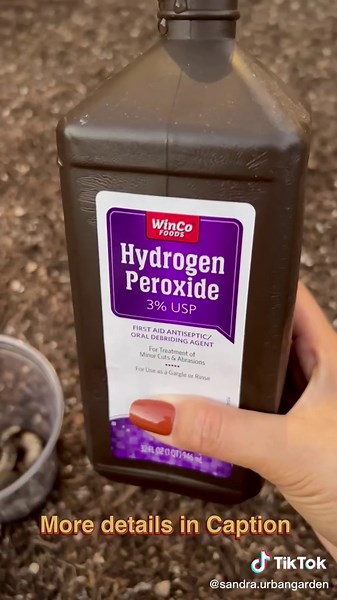 Grubs are the larvae of Beetles and most from Japanese beetles. . 🪲 Adult Japanese beetles get nice and cozy underground over winter. 🪲 When spring comes, their larvae instinctually move closer to the surface of the soil so that they can nourish themselves on the roots of your Crops. 🪲 Once they grow into adult beetles, they emerge in mid-summer and feed on the leaves of grass or your vegetables. 🪲 Female Japanese beetles can lay as many as 60 eggs throughout their breeding season in late Ju