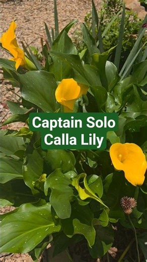 Captain Solo Calla Lilly in Bloom GA/Zone 8a #gardening #youtubeshorts #plants #callalily #flowers